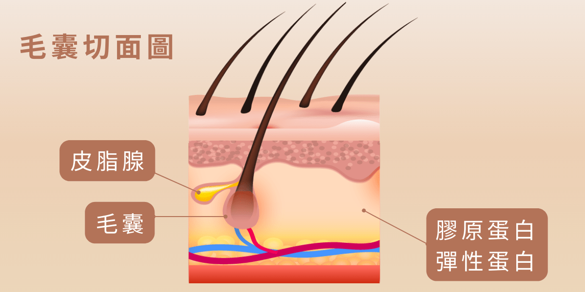 要講粉刺成因之前，首先，我們需要先認識你的「毛孔」。
「毛孔」毛孔顧名思義就是毛髮的出口，是我們皮膚上微小的開口，毛孔底下的重要組織包含：毛囊、皮脂腺、膠原蛋白和彈性蛋白，而毛孔開口附近則會有皮膚的角質細胞。
